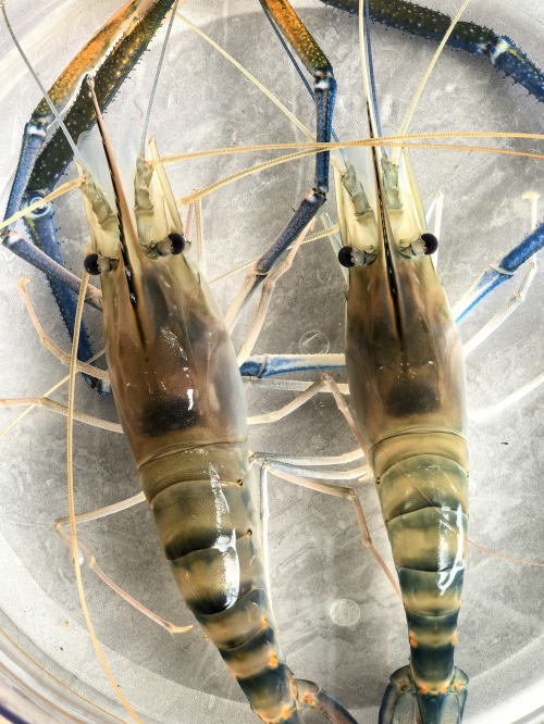 罗氏虾领“鲜”上市 市场热销供不应求